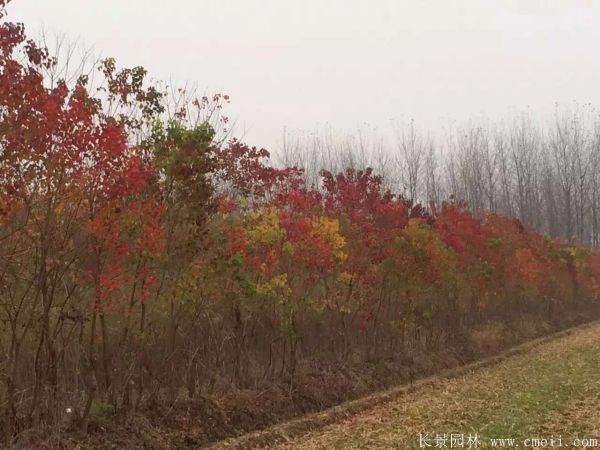 紅烏桕圖片紅烏桕基地實(shí)拍 紅烏桕圖片紅烏桕基地實(shí)拍