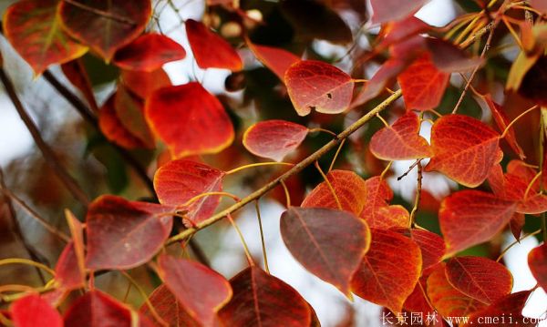 紅烏桕圖片紅烏桕基地實(shí)拍 紅烏桕圖片紅烏桕基地實(shí)拍